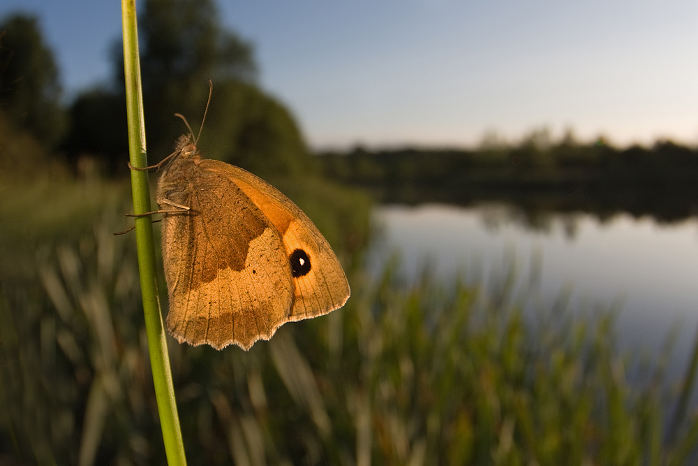 2009 (7) JULY Meadow Brown Wide-angle 